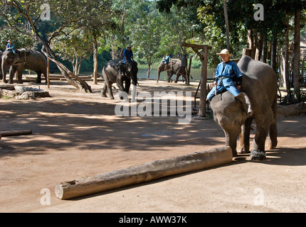 La formation de l'éléphant avec log Conservation Centre Amphoe Hang Chat Lampang Thaïlande Banque D'Images