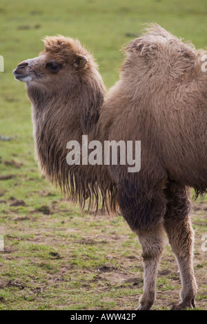 Chameau de Bactriane standing on grass,Bedfordshire,Angleterre,UK Banque D'Images
