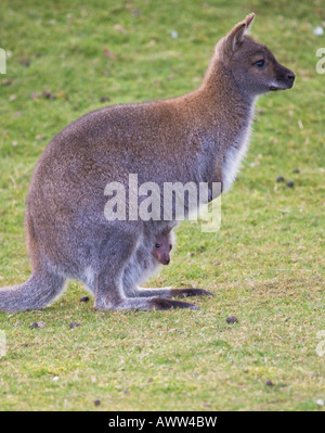 Le Wallaby joey,Bedfordshire, Royaume-Uni Banque D'Images