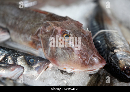 Le grondin rouge sur la glace de poisson chez les autres poissons sur un étal de poisson frais poissonnerie à un marché couvert Banque D'Images