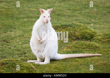 Le Wallaby,blanc,UK Bedfordshire Banque D'Images