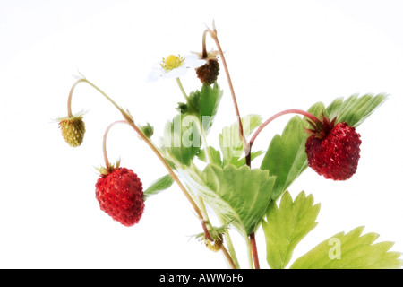 Woodstrawberries, (Fragaria vesca) Banque D'Images