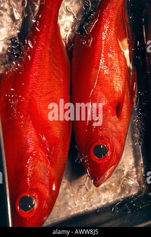 Deux poissons rouges, snapper Banque D'Images