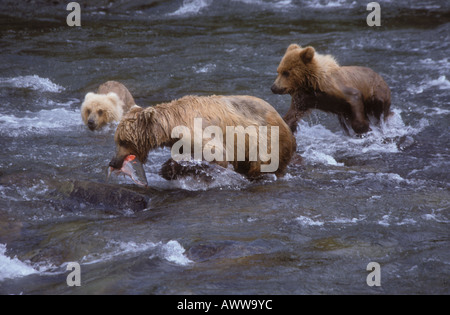 Mère de l'ours brun avec du saumon et des lits d'oursons, Katmai NP, Alaska Banque D'Images