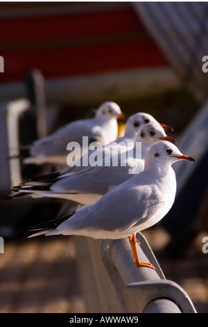 Quatre petits goélands dans une ligne (Larus minutus) Banque D'Images