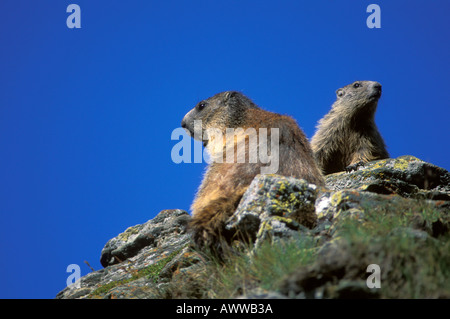 Marmotte des Alpes Marmota marmota, Banque D'Images