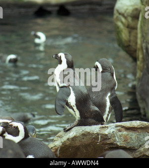 Des pingouins dans l'enclos au zoo de Bristol, Avon, Angleterre nombre 2413 Banque D'Images