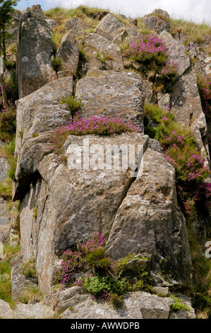 Heather croissant sur piton rocheux Banque D'Images