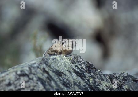 Pika Ochotona princeps rock sur le parc national de Denali en Alaska Banque D'Images