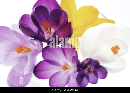 Crocus (Crocus albiflorus), close-up Banque D'Images