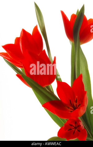 Tulipes rouges (Tulipa Gesneriana), close-up Banque D'Images