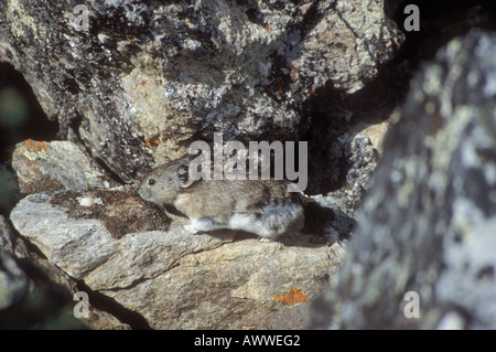 Pika Ochotona princeps dans Pfeiffhase rock rochers Parc National Denali en Alaska Banque D'Images