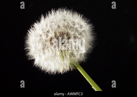 Le pissenlit (Taraxacum oficinale), close-up Banque D'Images