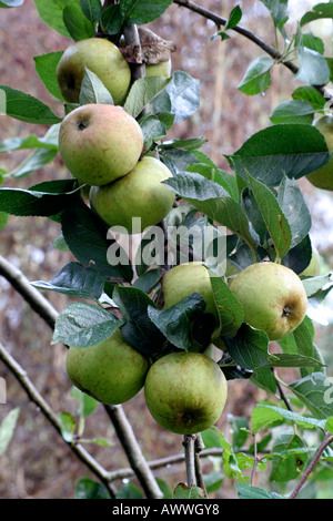 Eating Apple en octobre noyau Ashmeads Banque D'Images