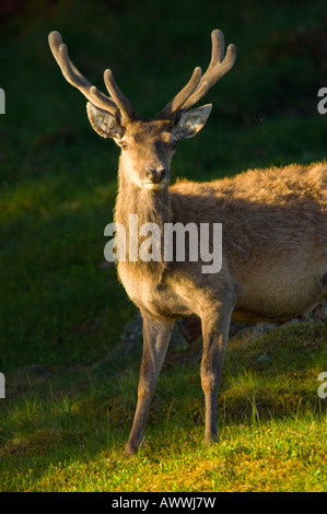 Red Deer stag, Cervus elaphus, en été avec bois de velours, dans les Cairngorms dans les Highlands écossais. Banque D'Images