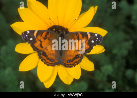 Papillon belle dame américaine, Vanessa virginiensis, se nourrissant de tournesol. Banque D'Images