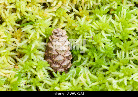 Un cône tombé d'un arbre de pin sylvestre situé entre bog moss, ou Sphagnum, sur le sol de la forêt dans la région de Rothiemurchus Cairngorms, Banque D'Images