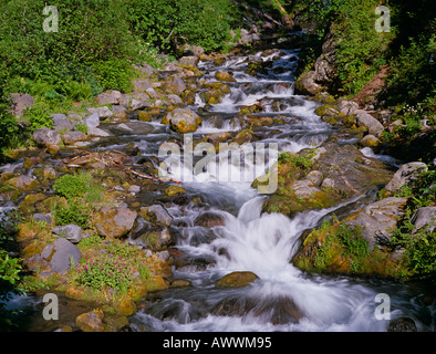 Ruisseau de montagne Mt Rainier National Park, Washington, USA Banque D'Images