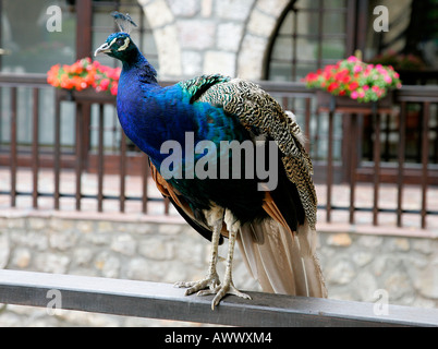 Paon oiseau peahen St Naum Monastère Macédoine Ohrid Lake Shore border Albanie Église orthodoxe chrétienne prier religieux icône Banque D'Images