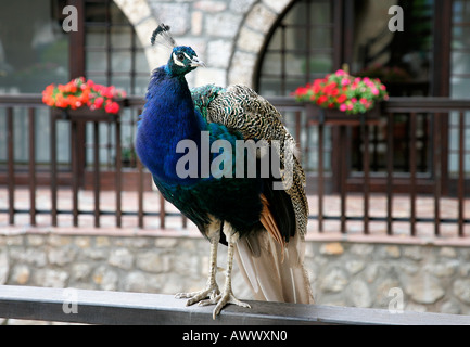 Paon oiseau peahen St Naum Monastère Macédoine Ohrid Lake Shore border Albanie Église orthodoxe chrétienne prier religieux icône Banque D'Images