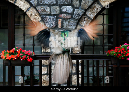 Paon oiseau peahen St Naum Monastère Macédoine Ohrid Lake Shore border Albanie Église orthodoxe chrétienne prier religieux icône Banque D'Images