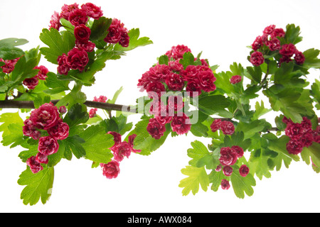 Fleur d'aubépine (Crataegus laevigatus), close-up Banque D'Images