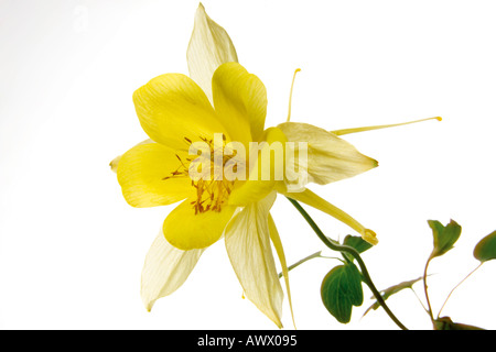 L'ancolie (Aquilegia), close-up Banque D'Images