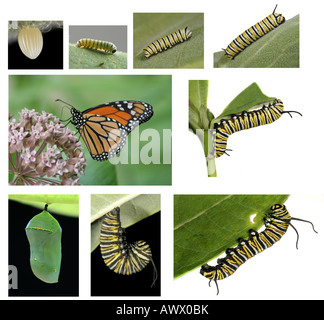Cycle de vie du papillon monarque Banque D'Images