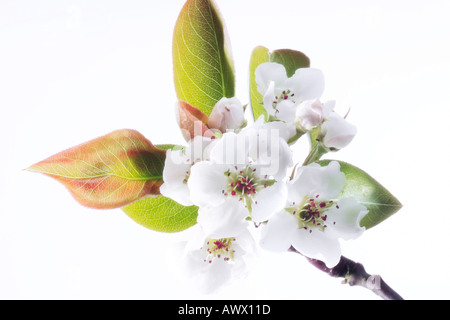 Pear blossom, close-up Banque D'Images