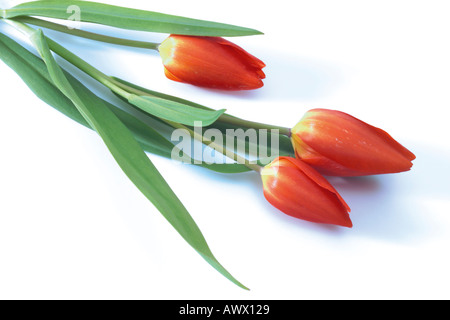 Les tulipes (Tulipa Gesneriana), elevated view Banque D'Images