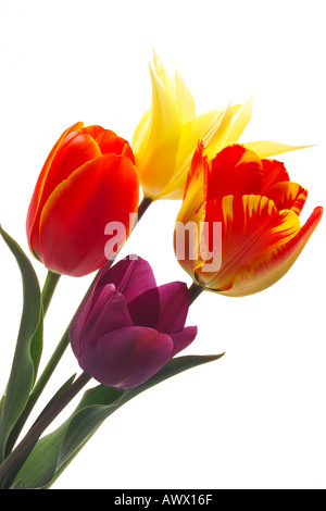 Les tulipes (Tulipa Gesneriana), close-up Banque D'Images