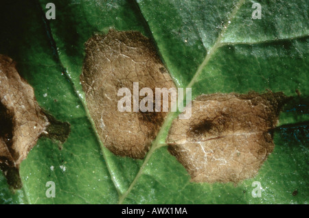 Frêne commun, frêne (Fraxinus excelsior), feuille avec le parasite Dasyneura fraxinea Banque D'Images