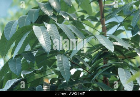 L'acajou (Swietenia macrophylla), avec des feuilles d'arbres Banque D'Images