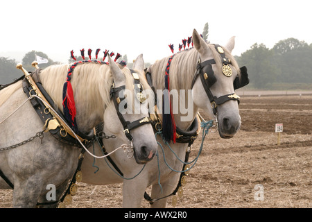 56e championnats nationaux britanniques de labour, Loseley Park, Surrey, Octobre 2006 Banque D'Images