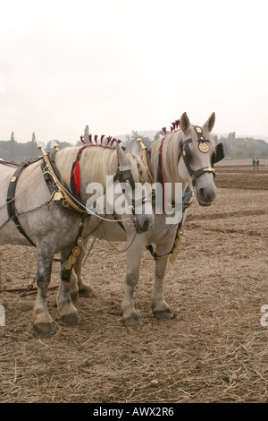 56e championnats nationaux britanniques de labour, Loseley Park, Surrey, Octobre 2006 Banque D'Images