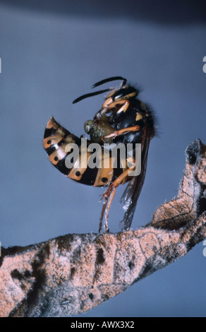 Guêpe (Vespula germanica allemand, Paravespula germanica), seule l'alimentation des animaux proie Banque D'Images