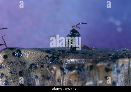 Les guêpes parasites (Chalcidoidea), pupe papillon d'eclosing Banque D'Images