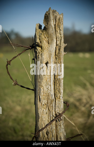 Un poteau de clôture en bois avec des barbelés rouillés lové sur sa longueur. Banque D'Images