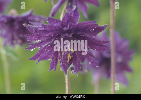 Aquilegia vulgaris var. stellata 'Blue Barlow' (Columbine) Barlow Series. Banque D'Images