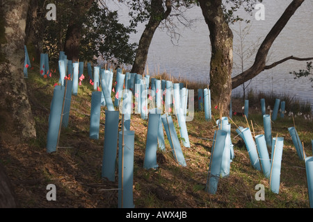 La végétation replantée au lac Lagunitas dans le district de l'eau municipal Marin Marin County California USA Banque D'Images