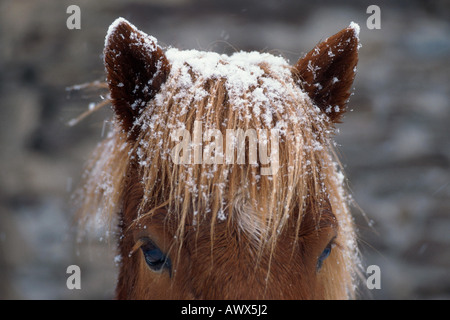 Cheval domestique, cheval, poney Islandic Islande (Equus przewalskii f. caballus), portrait partiel avec de la neige sur sa crinière Banque D'Images