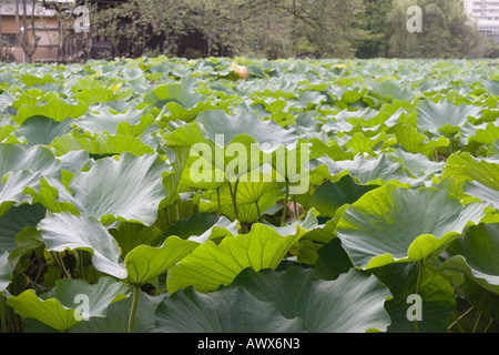 Feuilles de lotus plantes recouvrent Shinobazu no ike pond au parc Ueno Taito Ward Tokyo Japon Banque D'Images