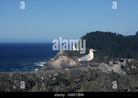 Une mouette assis sur une falaise mur, avec phare Heceta Head dans l'arrière-plan Banque D'Images