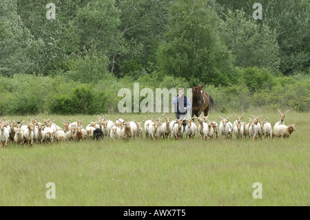 Walachian (Ovis ammon f. bélier), troupeau avec Shepherd, Hongrie Banque D'Images