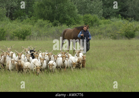 Walachian (Ovis ammon f. bélier), troupeau avec Shepherd, Hongrie Banque D'Images