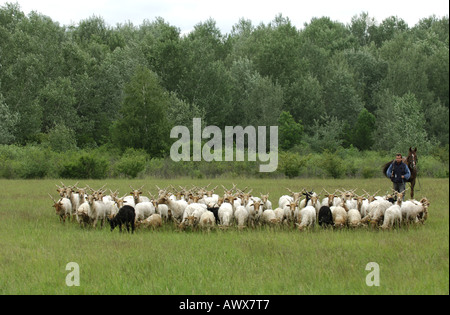 Walachian (Ovis ammon f. bélier), troupeau avec Shepherd, Hongrie Banque D'Images