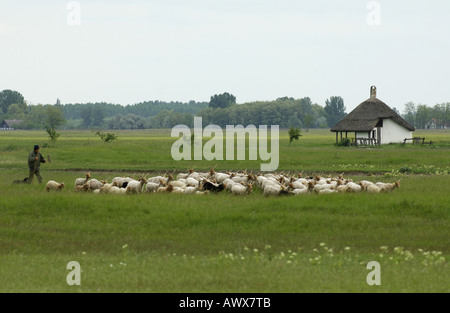 Walachian (Ovis ammon f. bélier), troupeau avec Shepherd, Hongrie Banque D'Images