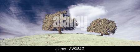 Modifié numériquement, contraste élevé image de deux arbres de chêne dans un champ vert au printemps contre un ciel bleu à Ojai, Californie, USA Banque D'Images