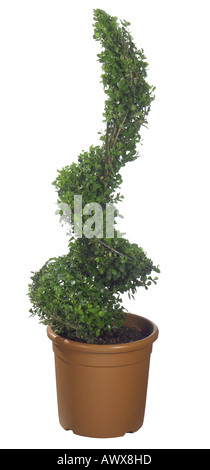 Common box, le buis (Buxus sempervirens), spirale Buxus Banque D'Images