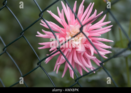 Vue rapprochée d'une fleur Dahlia rose derrière caillebotis et les couleurs du paysage d'automne Banque D'Images
